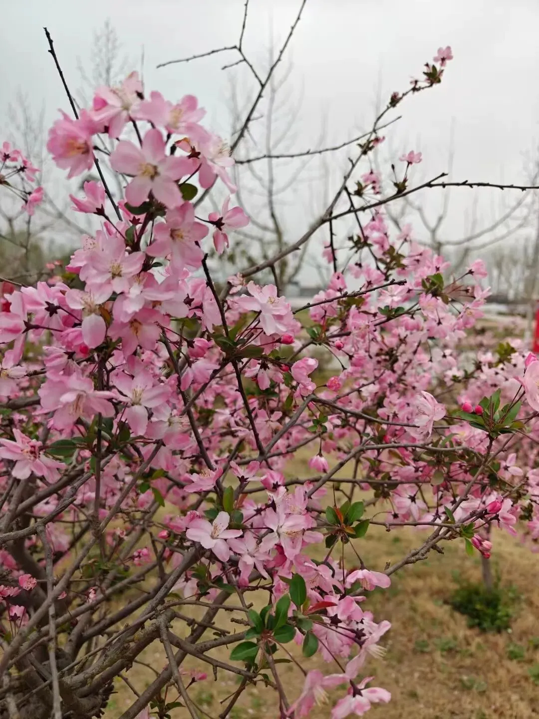 家校同心,共赴中考之约! 第21张