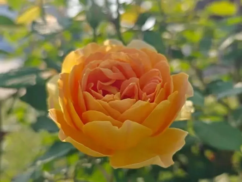 家校同心,共赴中考之约! 第25张