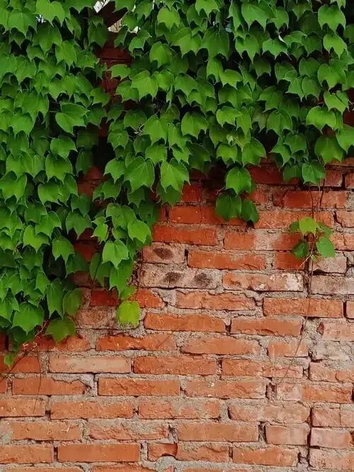 中考微写作任务题设计(十五) 第1张