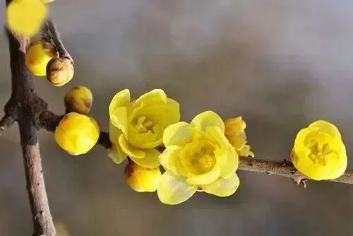 【中考语文复习】2026年奉贤区语文一模考试卷 第1张 【中考语文复习】2026年奉贤区语文一模考试卷 第1张