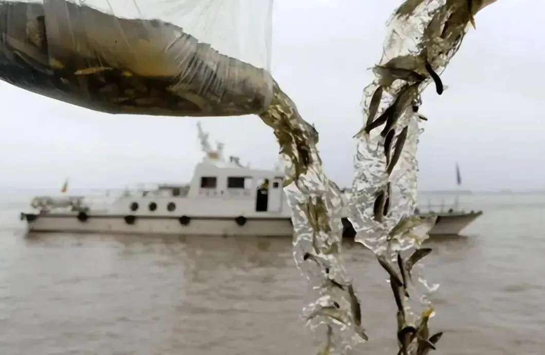 长江十年禁渔“期中考”成效如何?时隔30多年:首次发现鳤产卵场 第2张