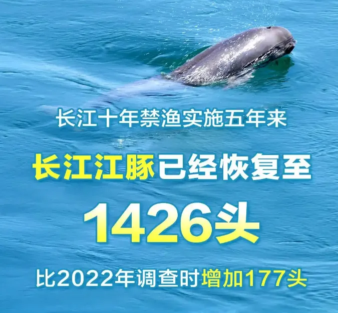 长江十年禁渔“期中考”成效如何?时隔30多年:首次发现鳤产卵场 第3张