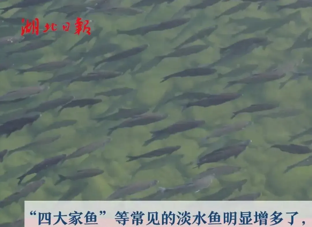 长江十年禁渔“期中考”成效如何?时隔30多年:首次发现鳤产卵场 第4张