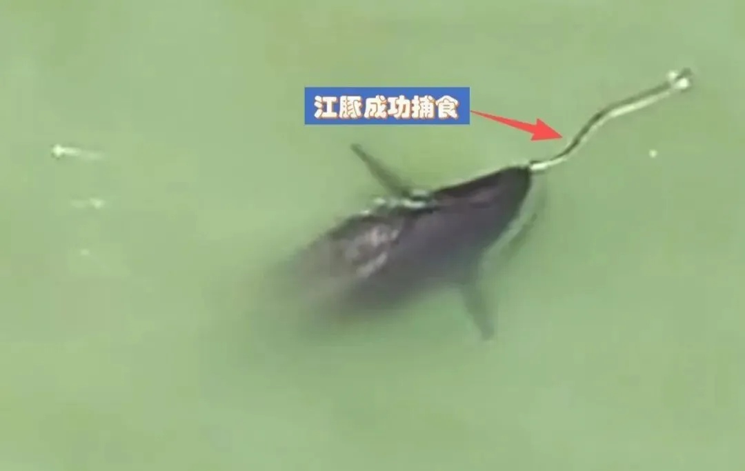 长江十年禁渔“期中考”成效如何?时隔30多年:首次发现鳤产卵场 第9张