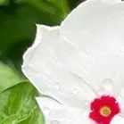 于烨老师2026中考作文仿真训练十二讲: 用三道预测题练透所有考点之第六讲 第16张