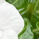 于烨老师2026中考作文仿真训练十二讲: 用三道预测题练透所有考点之第六讲 第18张