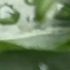 于烨老师2026中考作文仿真训练十二讲: 用三道预测题练透所有考点之第六讲 第21张