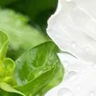 于烨老师2026中考作文仿真训练十二讲: 用三道预测题练透所有考点之第六讲 第23张