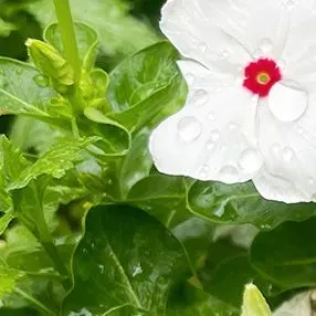 于烨老师2026中考作文仿真训练十二讲: 用三道预测题练透所有考点之第六讲 第25张