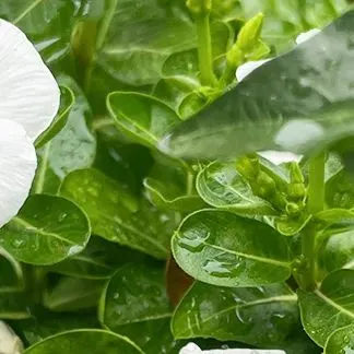 于烨老师2026中考作文仿真训练十二讲: 用三道预测题练透所有考点之第六讲 第26张