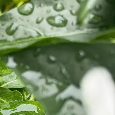 于烨老师2026中考作文仿真训练十二讲: 用三道预测题练透所有考点之第六讲 第27张