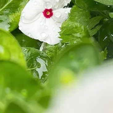 于烨老师2026中考作文仿真训练十二讲: 用三道预测题练透所有考点之第六讲 第33张