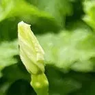 于烨老师2026中考作文仿真训练十二讲: 用三道预测题练透所有考点之第六讲 第36张