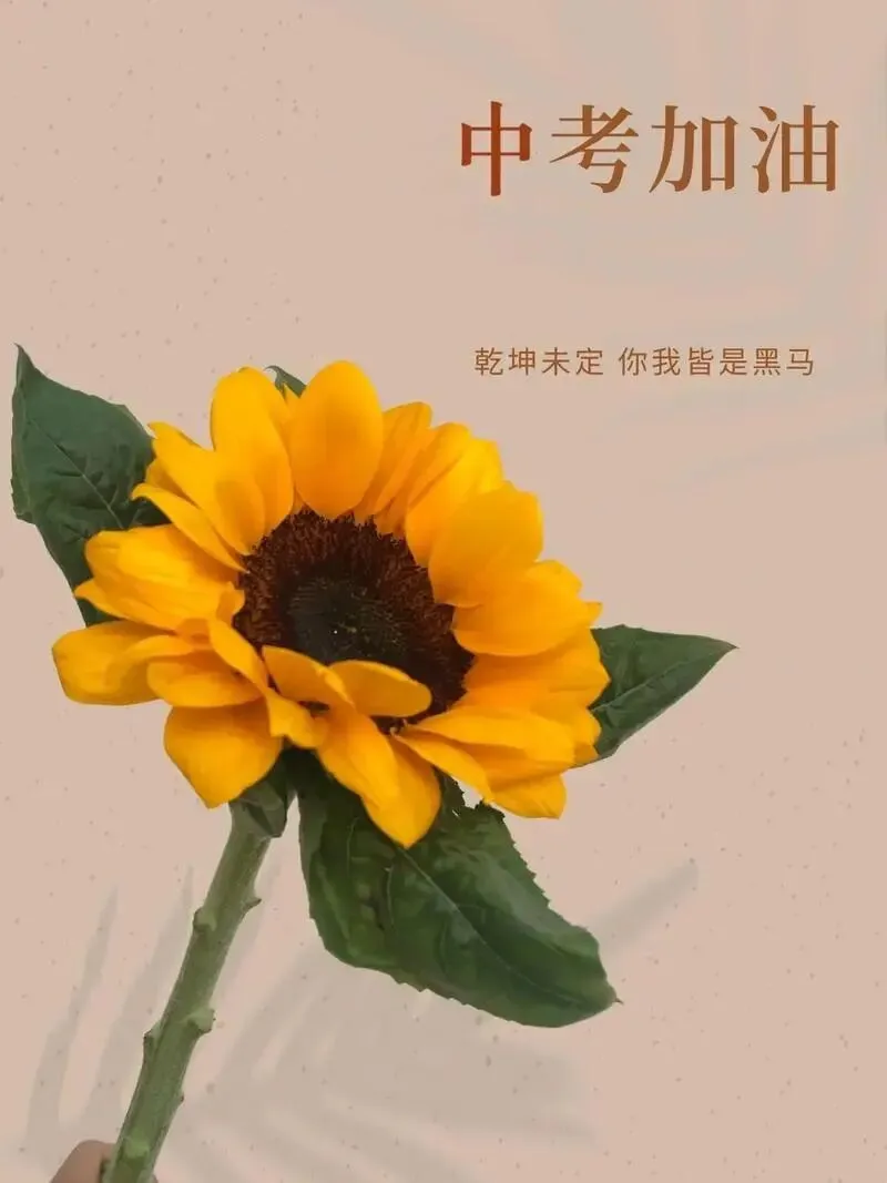 中考的孩子寒假如何逆袭? 第3张