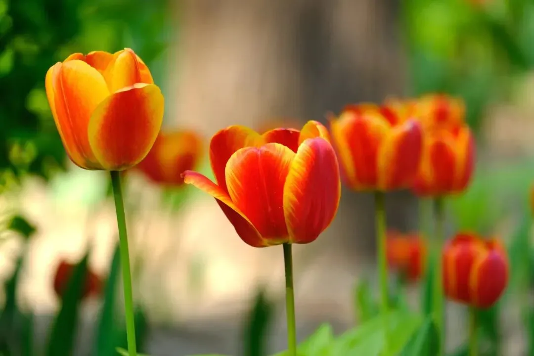 中考现代文阅读热点作家(二) 第1张