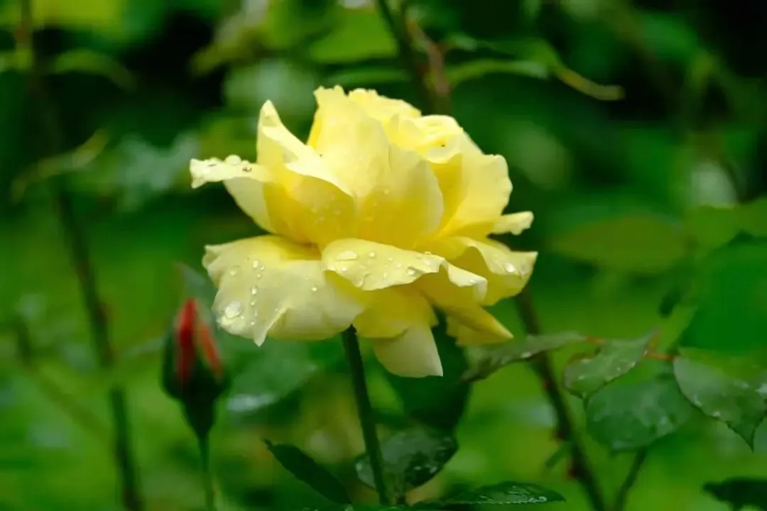 中考现代文阅读热点作家(二) 第2张