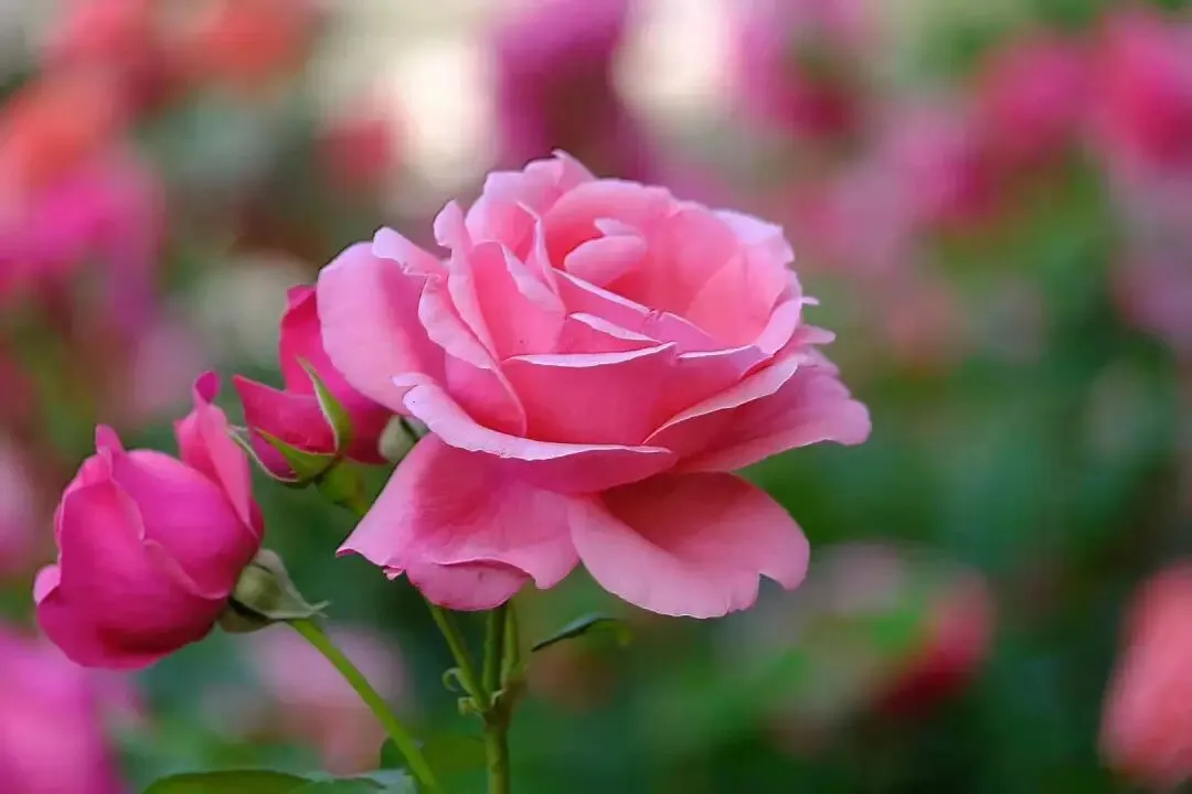 中考现代文阅读热点作家(二) 第3张