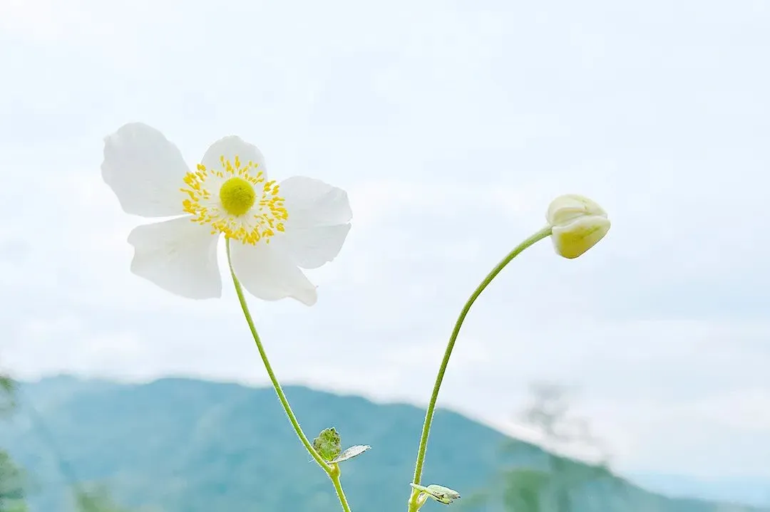 2026中考语文押题作文——韧性主题(二) 第9张