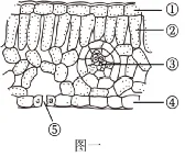 【26年中考生物知识点清单清单10 绿色植物的三大作用(解析版) 第10张