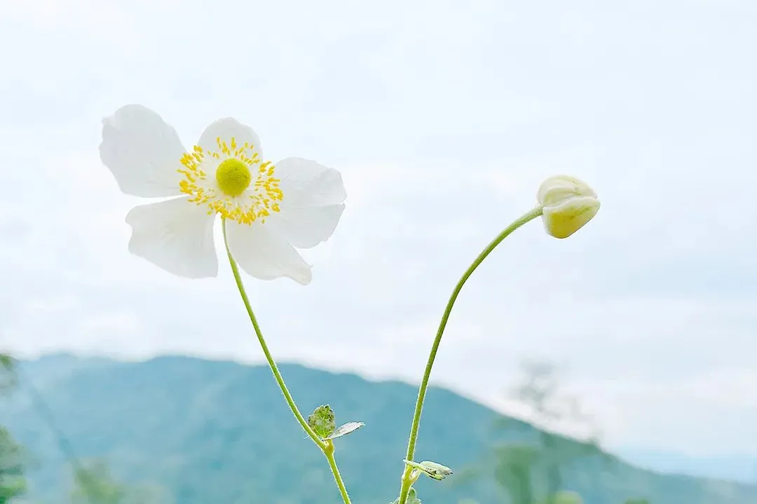 2026年中考语文押题作文(三) 第1张