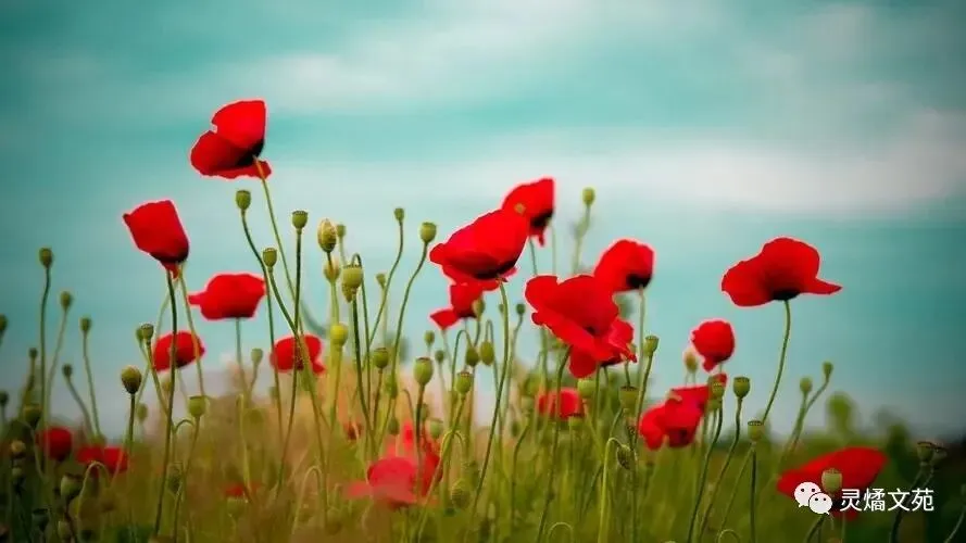 2026年中考复习九年级历史上册 第1张