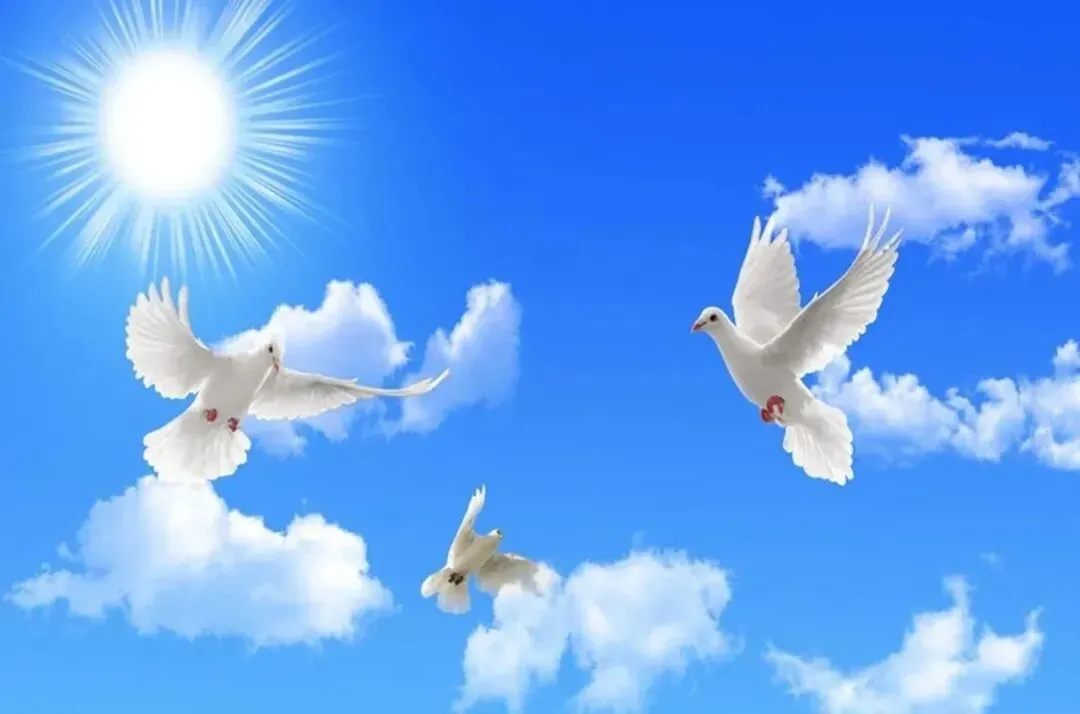 【中考阅读指导】鸽子奶奶(丁九振)江苏盐城2025 第4张 【中考阅读指导】鸽子奶奶(丁九振)江苏盐城2025 第4张