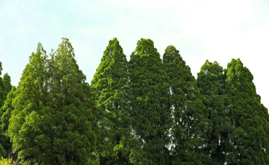 【中考阅读指导】鸽子奶奶(丁九振)江苏盐城2025 第5张 【中考阅读指导】鸽子奶奶(丁九振)江苏盐城2025 第5张