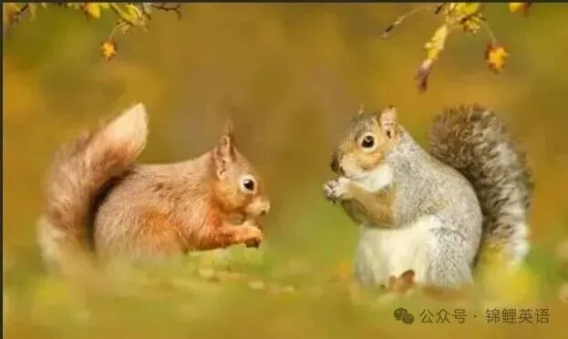 【中考真题】2025年宁夏自治区中考英语试题+答案 第7张