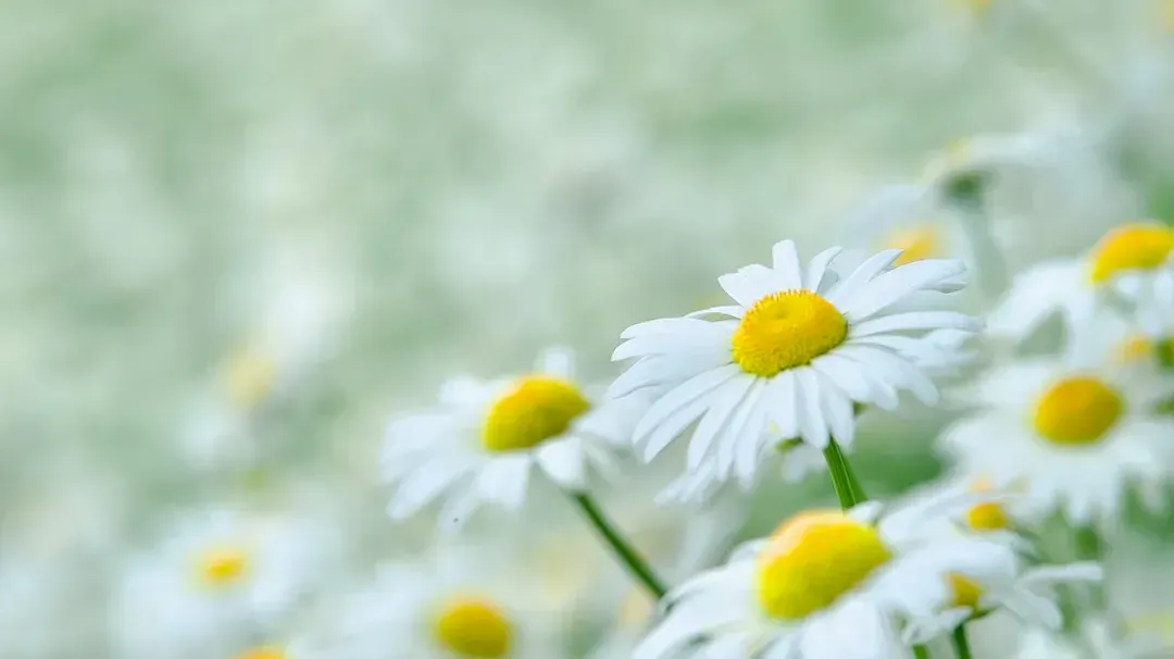 2026年最新中考语文一轮复习—非连续性文本阅读 第04讲 拓展、运用与探究(课件+讲义+测练) 第1张