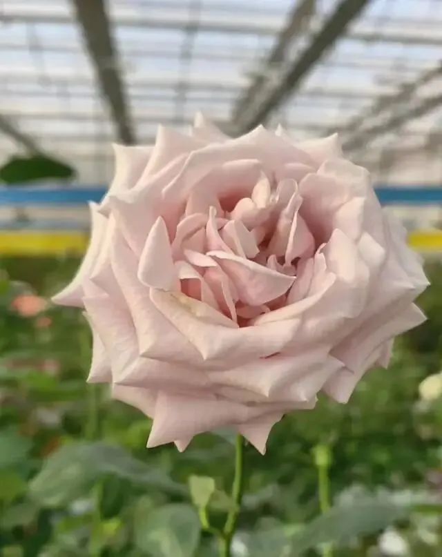 中考习作实战营2:《与自己握手言欢》 第1张 中考习作实战营2:《与自己握手言欢》 第1张