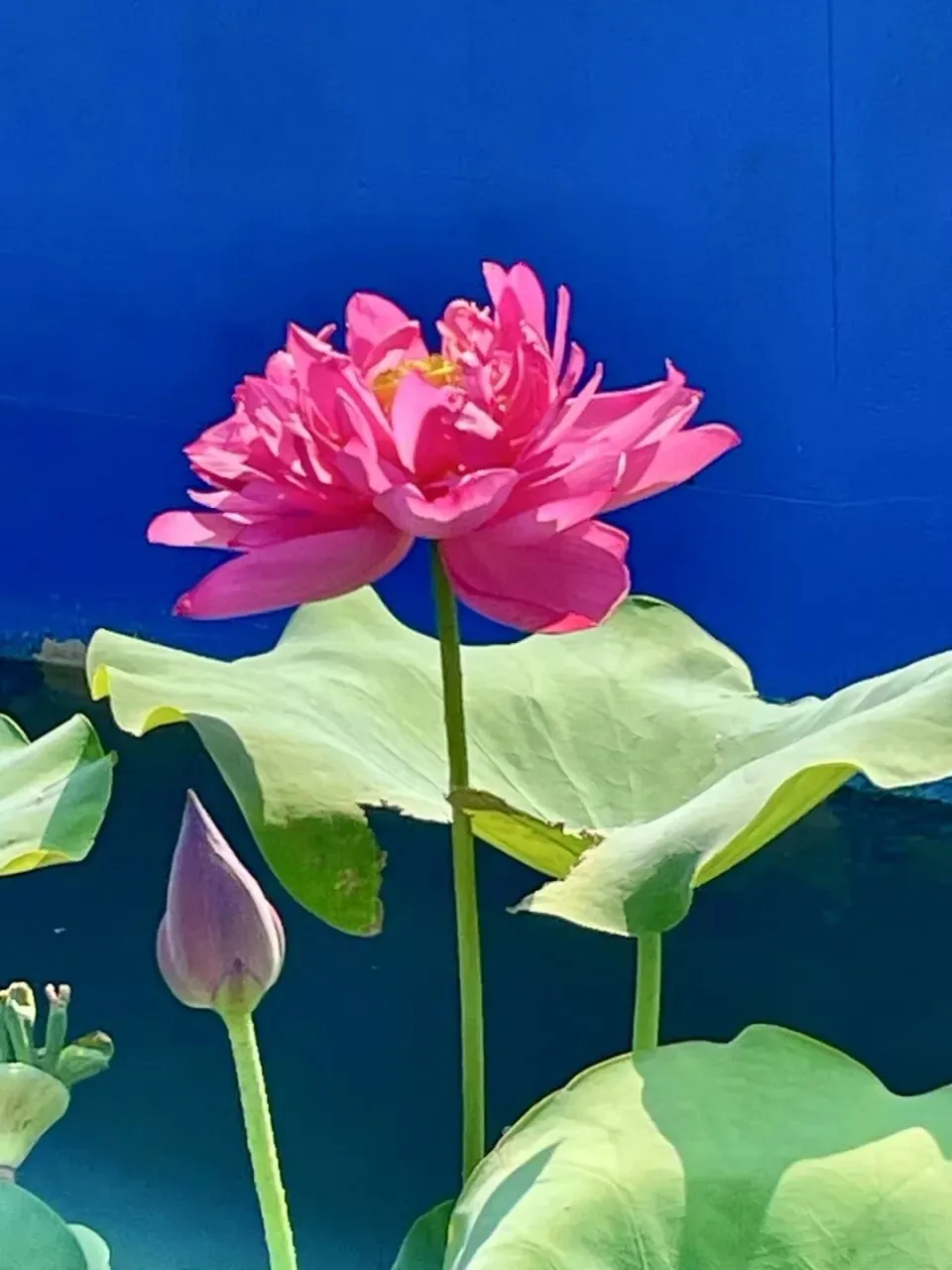 中考习作实战营2:《与自己握手言欢》 第6张 中考习作实战营2:《与自己握手言欢》 第6张