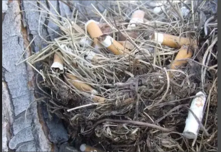 重庆中考英语新题型概要补全练习11 第1张