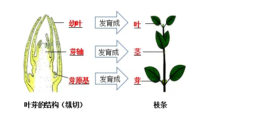 生物小中考|绿色开花植物的生命周期 第2张 生物小中考|绿色开花植物的生命周期 第2张