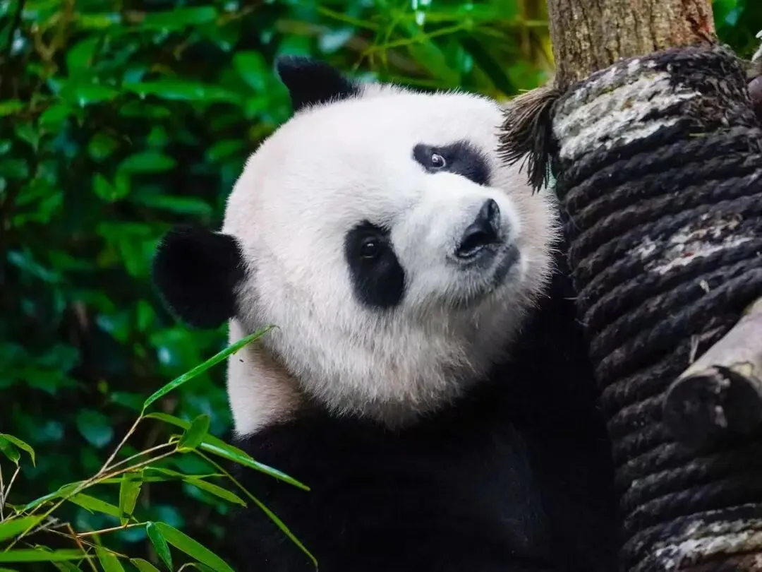 中考英语名词专项练习100道 第1张