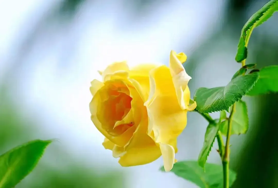 中考现代文阅读热点作家(十一) 第1张 中考现代文阅读热点作家(十一) 第1张