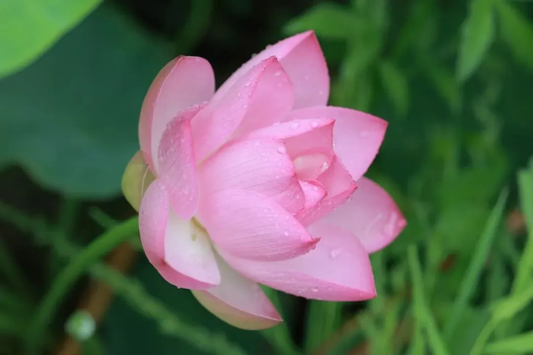 中考现代文阅读热点作家(十一) 第2张 中考现代文阅读热点作家(十一) 第2张