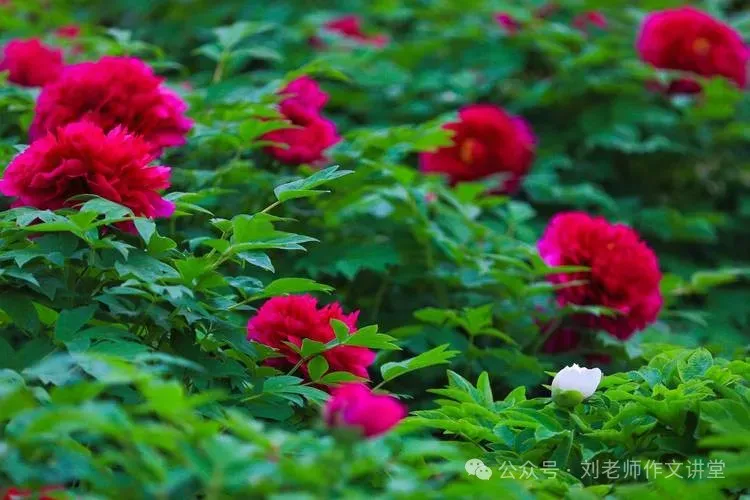 中考佳作成长篇:尝 试 第2张 中考佳作成长篇:尝 试 第2张