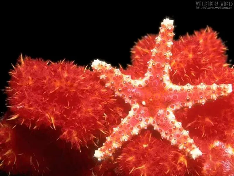 《西游记》中考简答题 第1张 《西游记》中考简答题 第1张