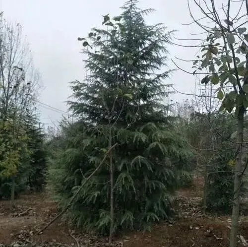 【中考作文之我的亲情故事】幸福有约,纸短情长 第4张