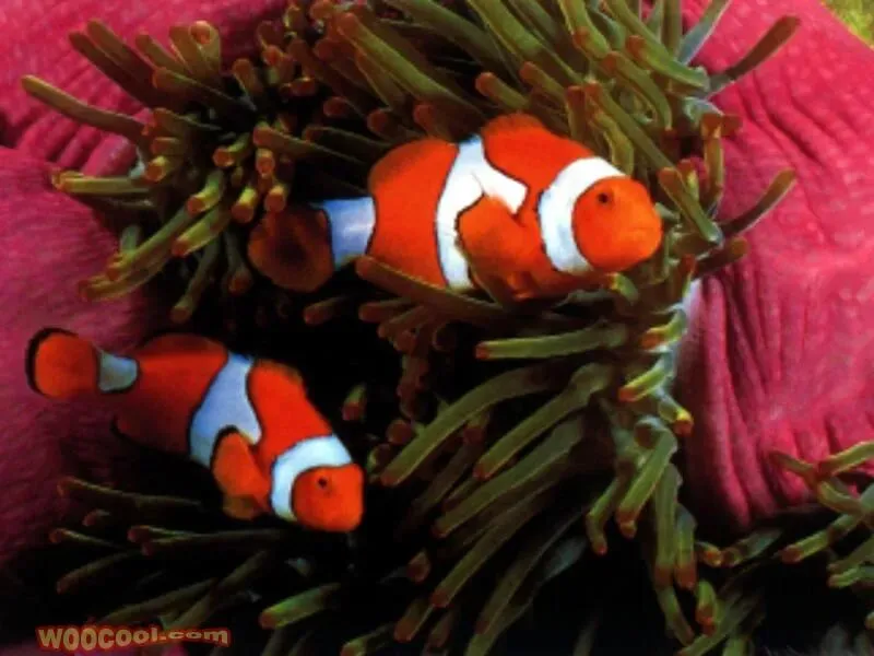 《西游记》中考简答题(情节) 第1张 《西游记》中考简答题(情节) 第1张