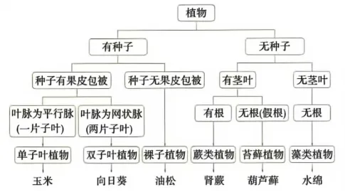 炸裂总结!中考生物必考分类,背会直接封神!! 第2张 炸裂总结!中考生物必考分类,背会直接封神!! 第2张