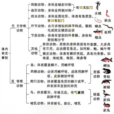 炸裂总结!中考生物必考分类,背会直接封神!! 第6张 炸裂总结!中考生物必考分类,背会直接封神!! 第6张