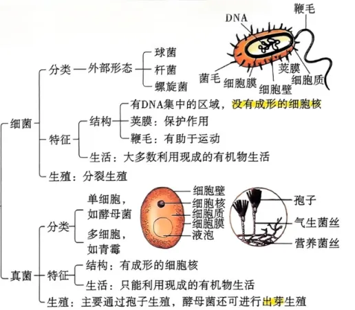 炸裂总结!中考生物必考分类,背会直接封神!! 第11张 炸裂总结!中考生物必考分类,背会直接封神!! 第11张