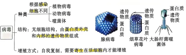 炸裂总结!中考生物必考分类,背会直接封神!! 第12张 炸裂总结!中考生物必考分类,背会直接封神!! 第12张