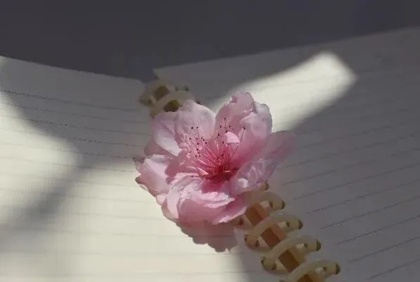 中考分数不理想?石家庄东华铁路学校,给初三孩子留好稳当出路 第17张