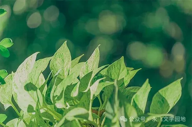 中考作文写作抒情议论方式训练:气球 第6张