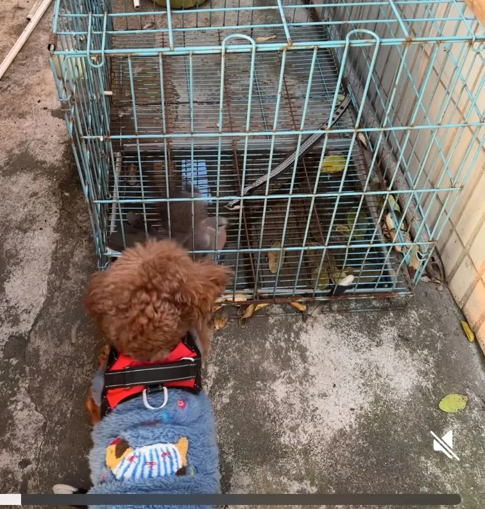 女儿中考倒计时121天—祝大家新年快乐,马年吉祥! 第3张