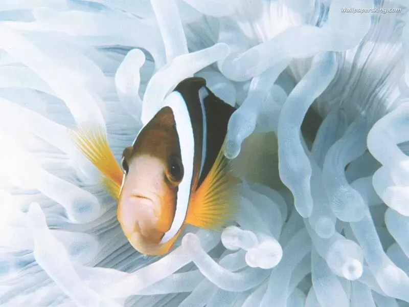 《向前走》(2012年浙江温州中考满分作文) 第1张