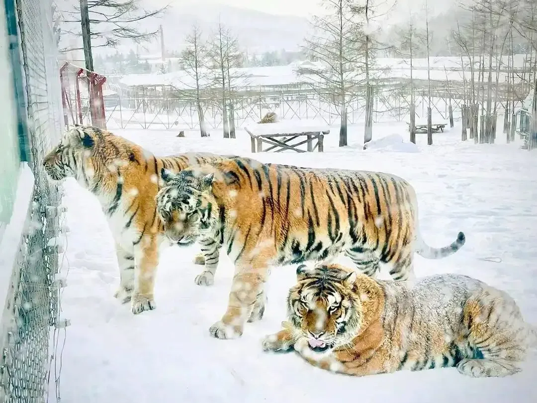 中考名著导读葵花宝典|《林海雪原》杨子荣怎么上的威虎山? 第15张