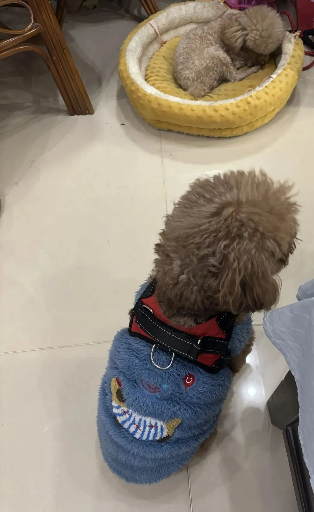 女儿中考倒计时120天— 学习状态慢慢回归 第5张 女儿中考倒计时120天— 学习状态慢慢回归 第5张